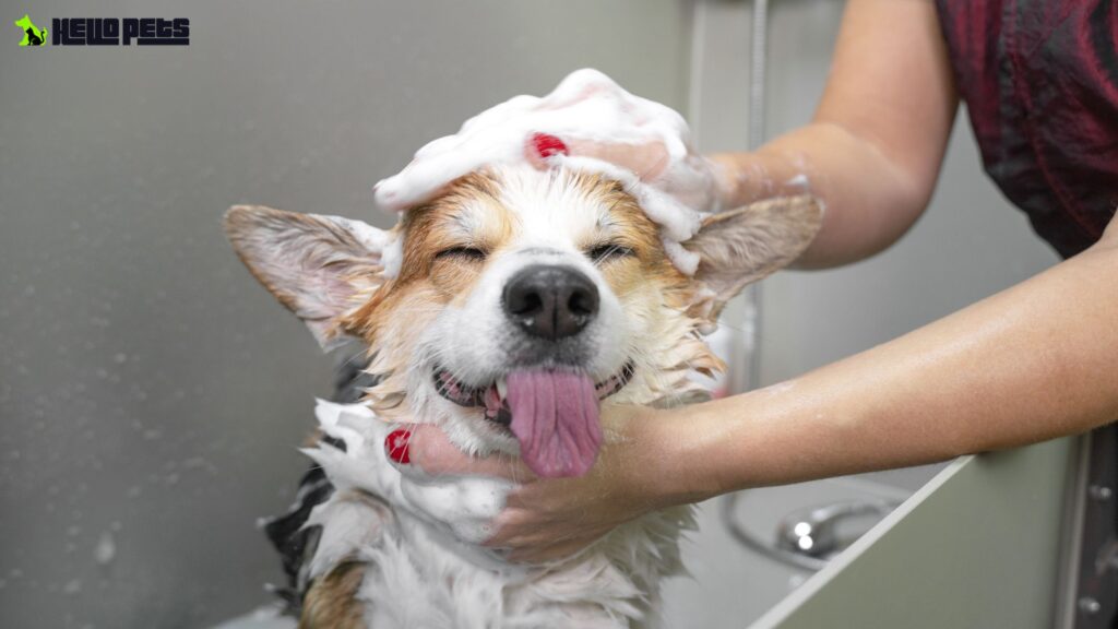 dog grooming