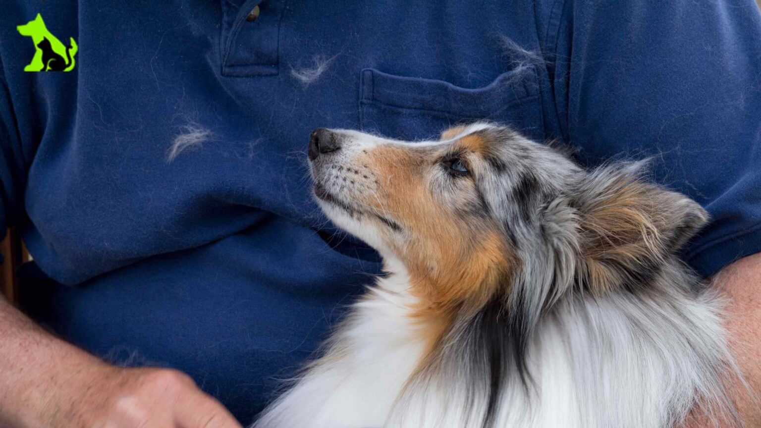 the-ultimate-guide-how-to-reduce-dog-shedding