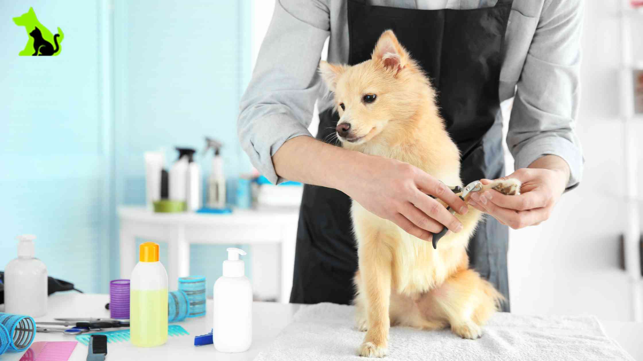 Creative dog grooming