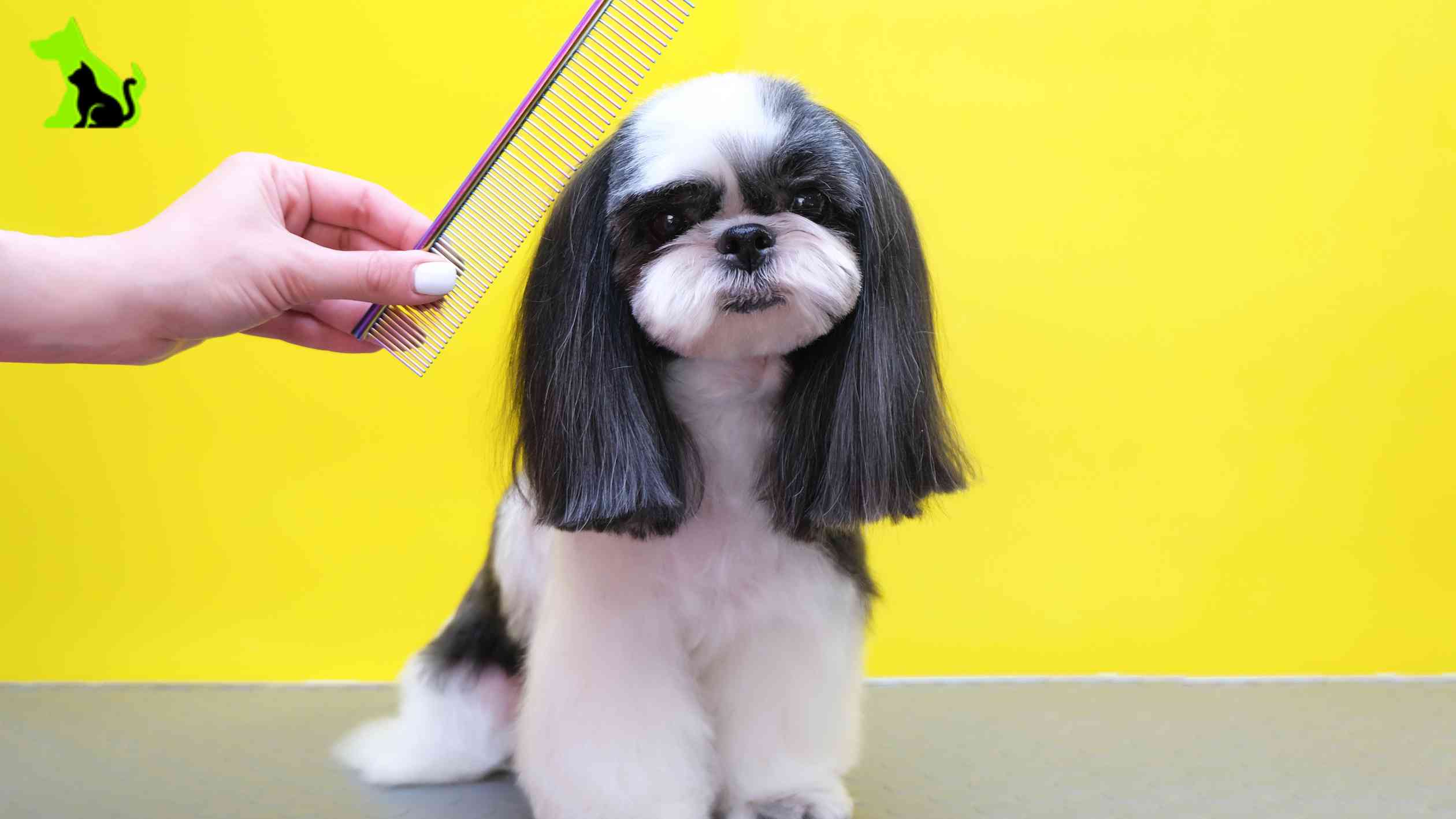 Haircuts for dogs pictures best sale