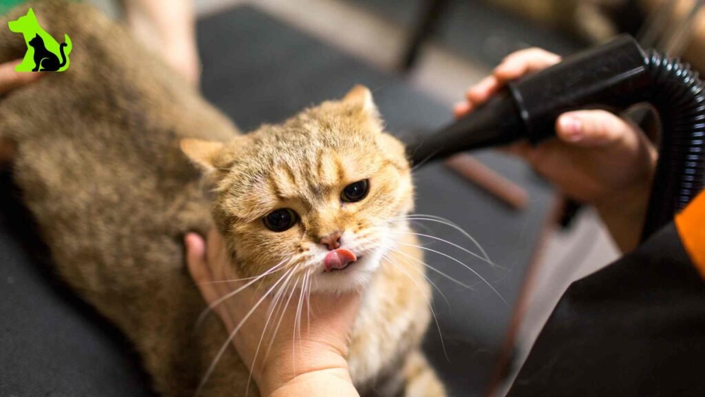 Why is My Cat Grooming Excessively: Causes & Solutions Explained