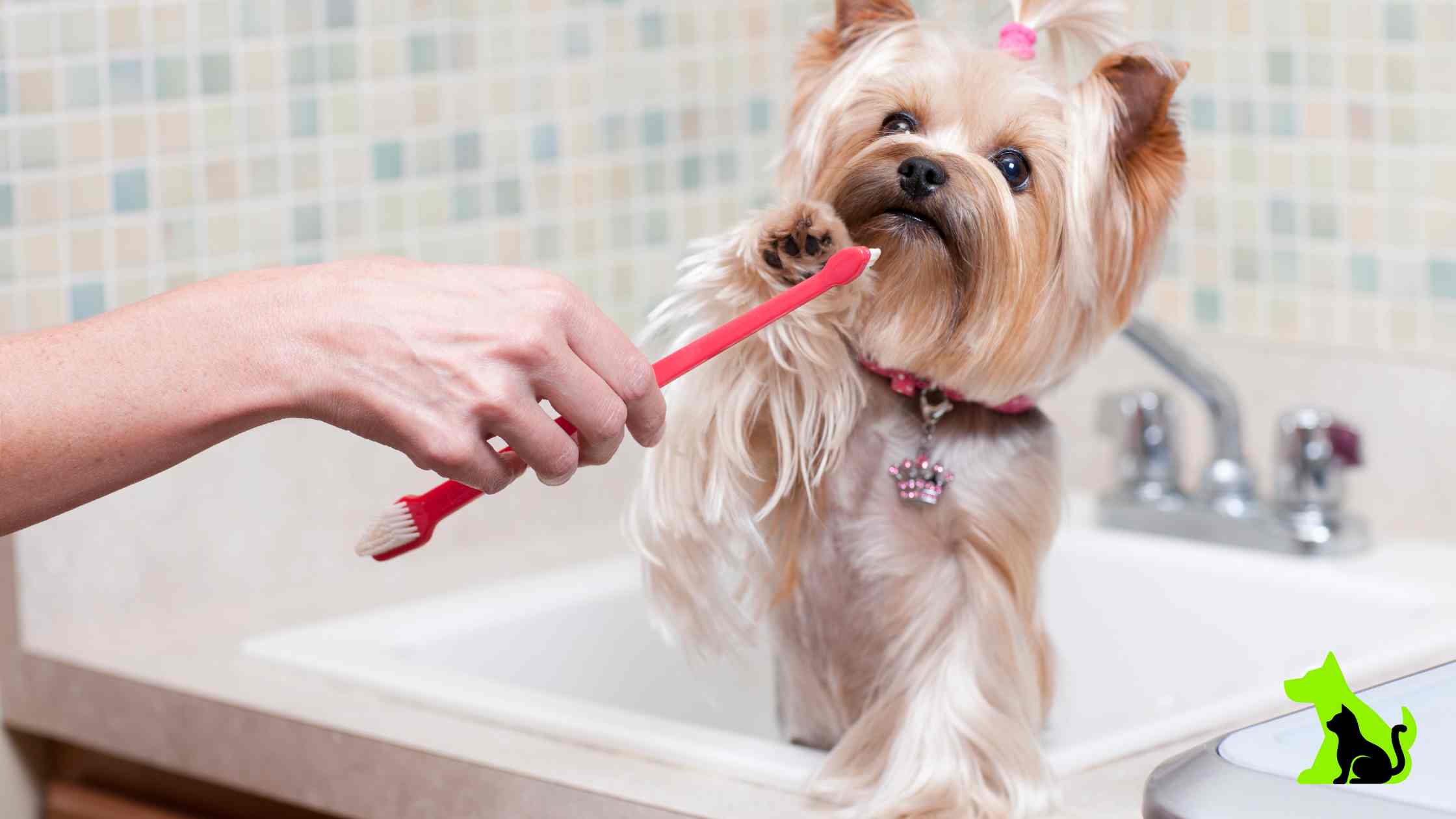 Professional vs. DIY Dog Teeth Cleaning Pros and Cons to Consider Hello Pets Inc