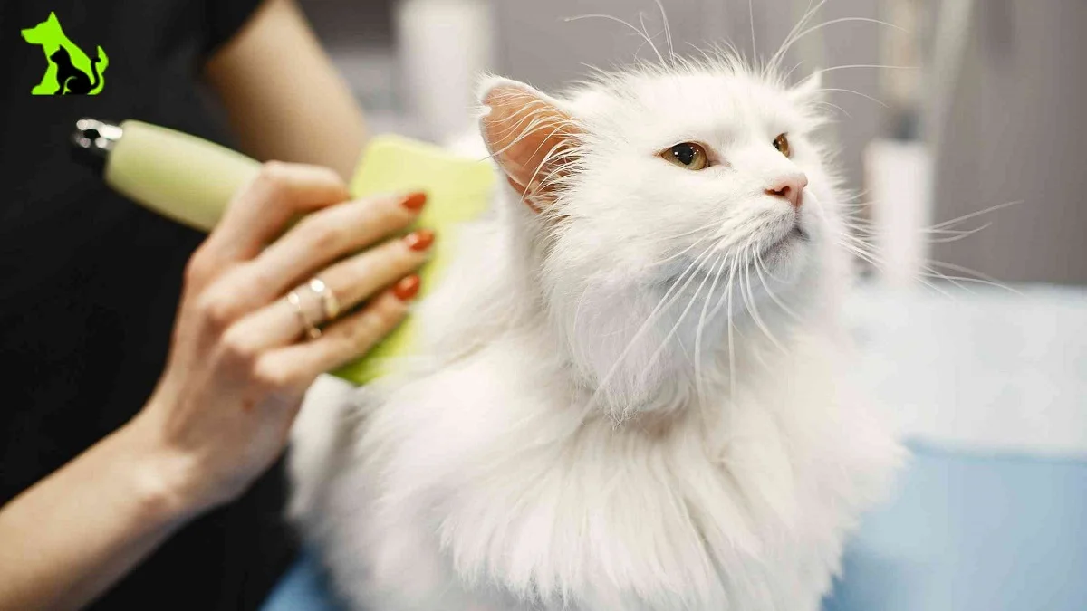 Cat-grooming