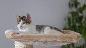 cat boarding