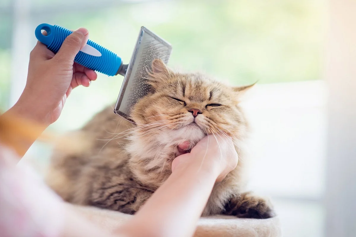 Best-cat-grooming-Toronto