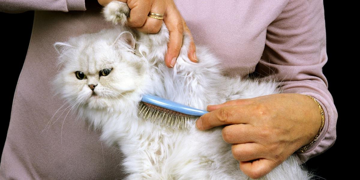 Grooming services for cats with long fur