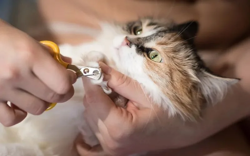 Cat grooming services including nail trimming