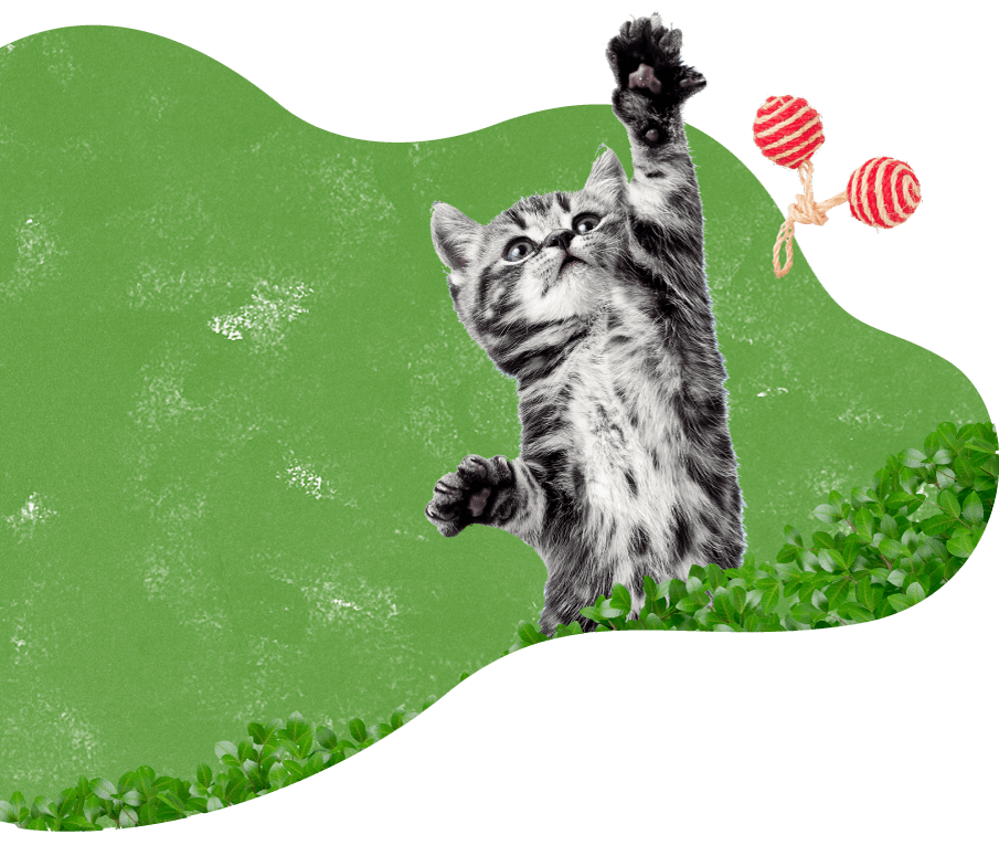 cat_green_background