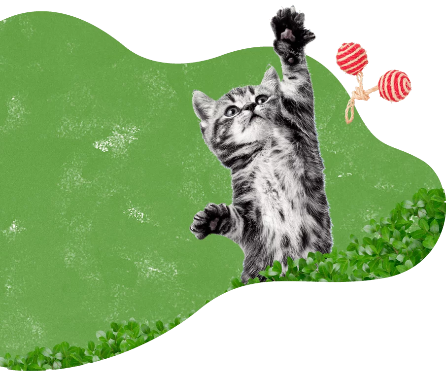 cat_green_background