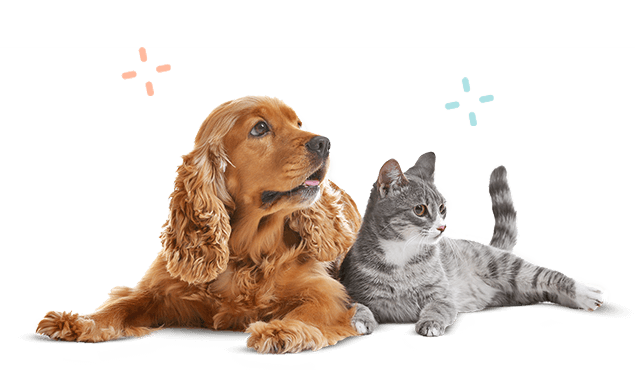 dog-cat-img
