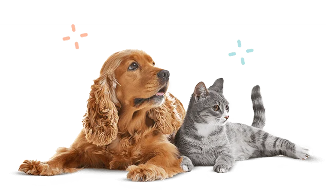 dog-cat-img