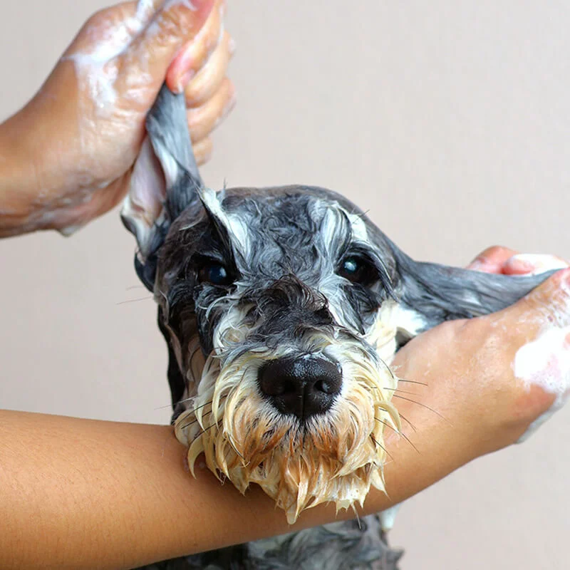 dog bathing