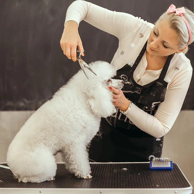 dog groomer in east York