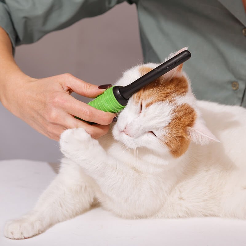 beat cat grooming