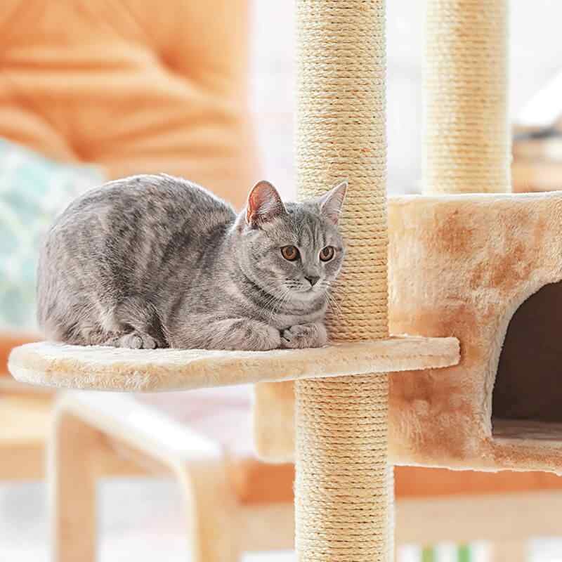 Luxury cat grooming services