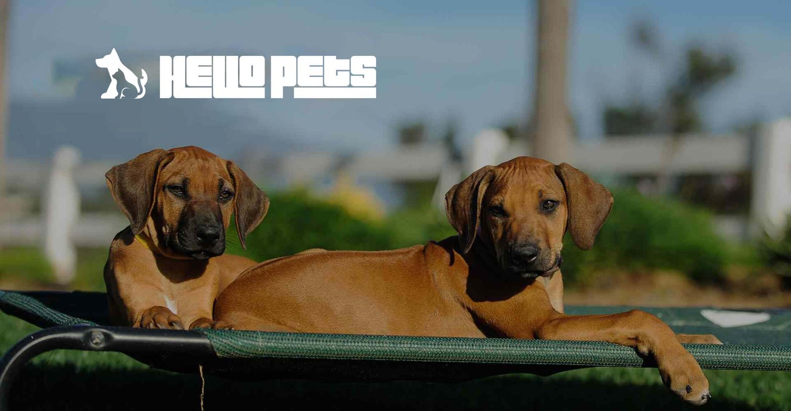 hello-pets-img