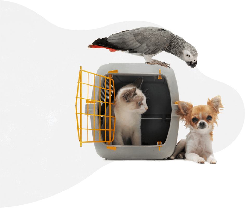 pets_services