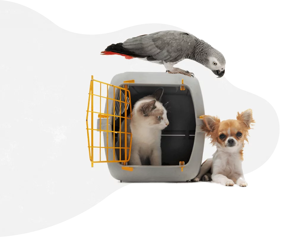 pets_services