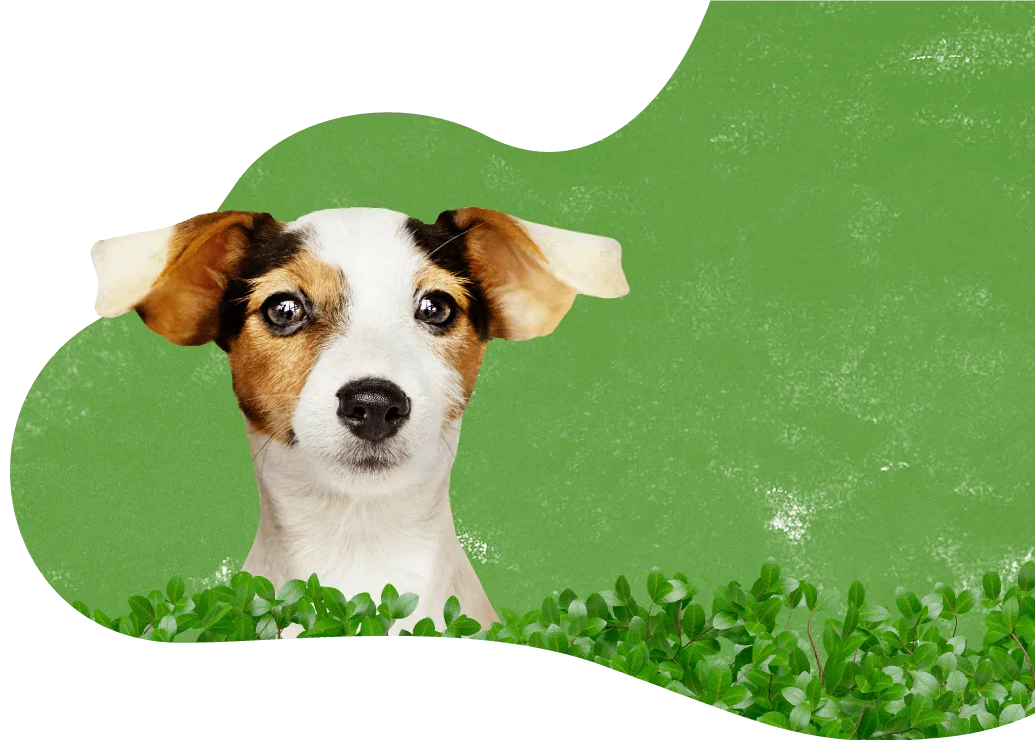 prices_background
