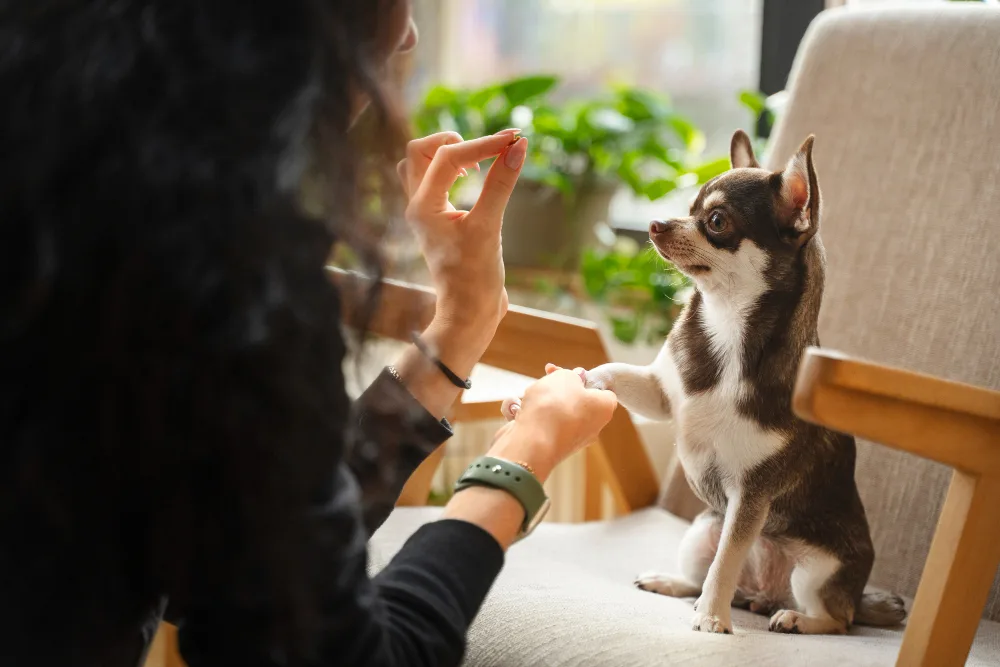 dog behavioural training noth york, toronto