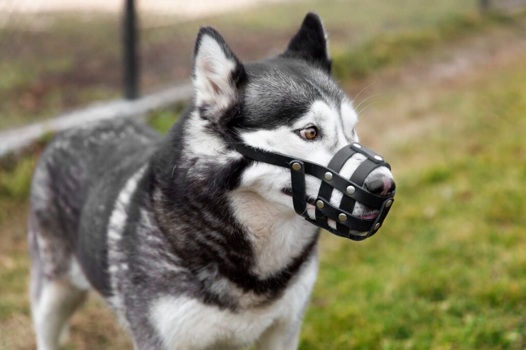 aggressive-dog training-north-york