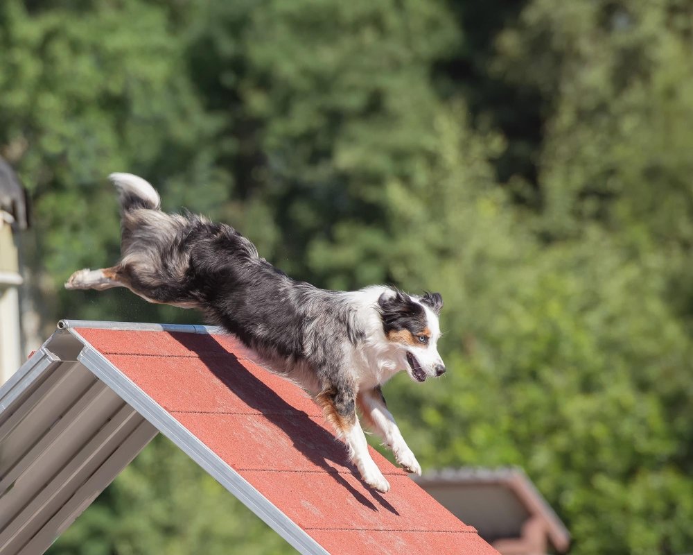 dog boarding