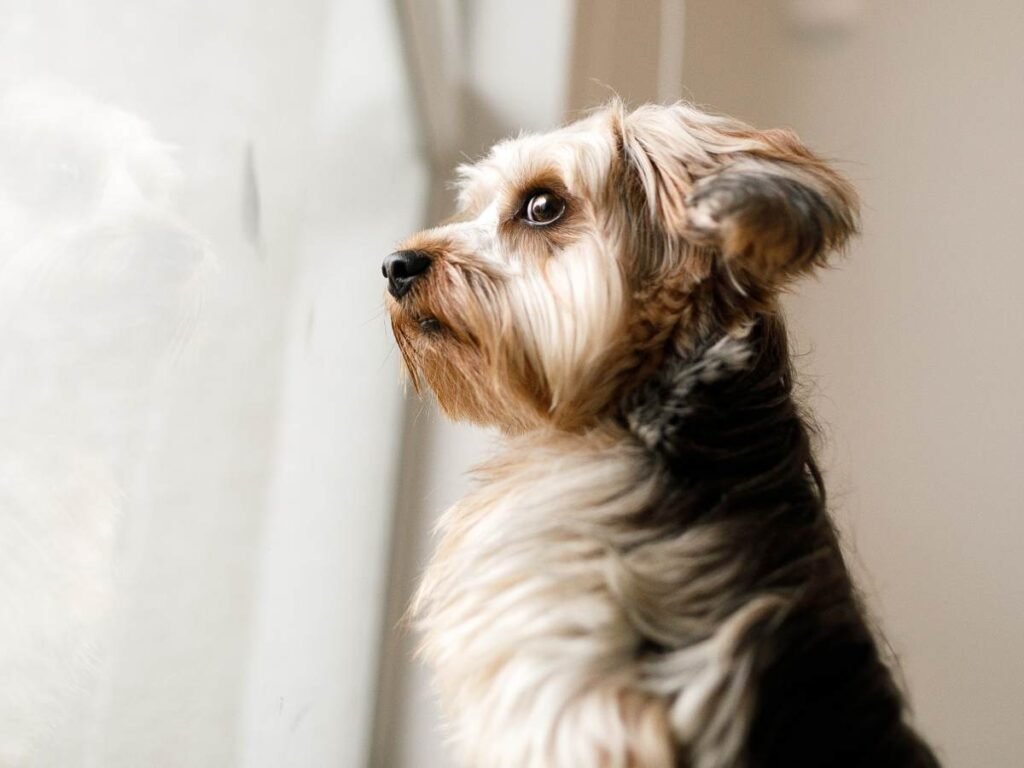 Dog Anxiety
