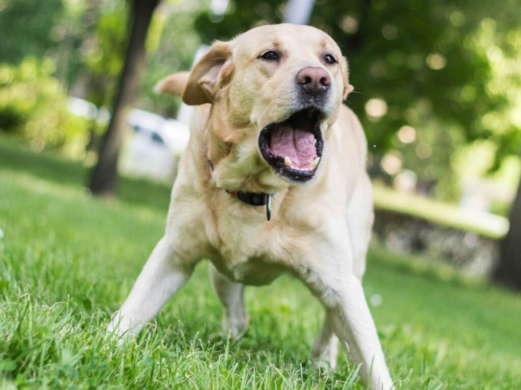 Dog Barking