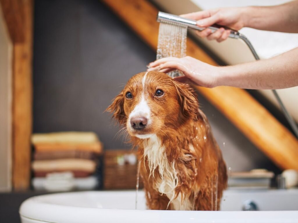 Dog Hates Bath Time