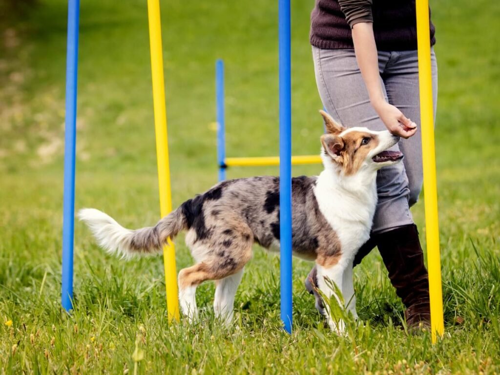 Dog Trainers in North York