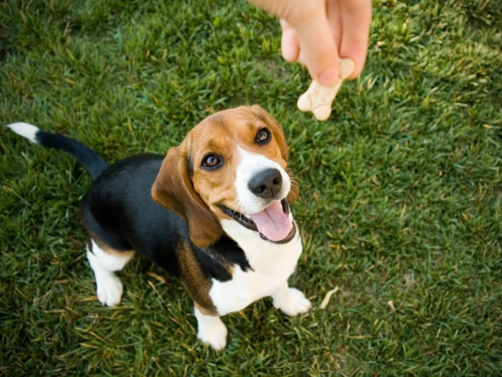 Dog Treats