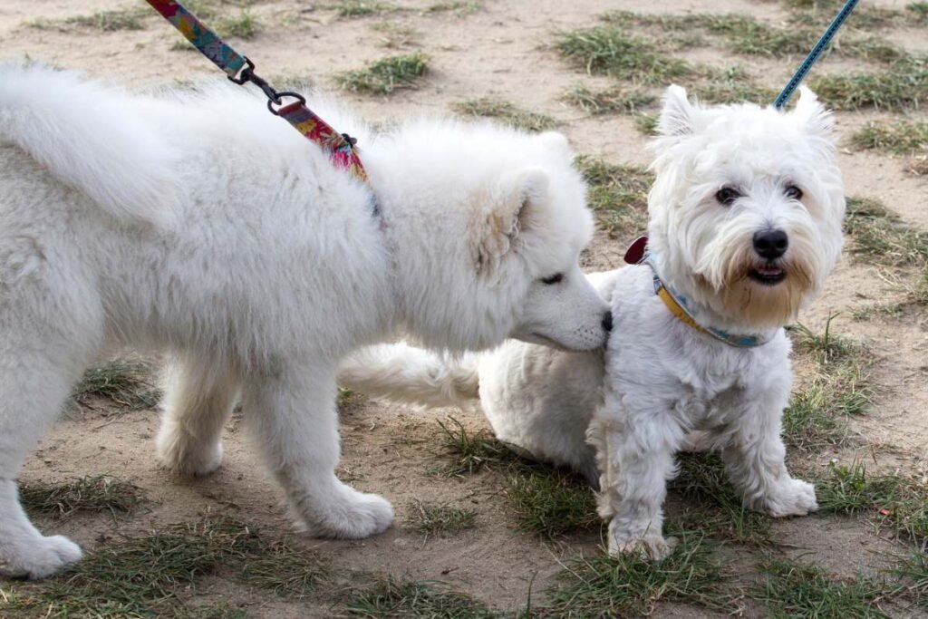 Socialize Your Dog