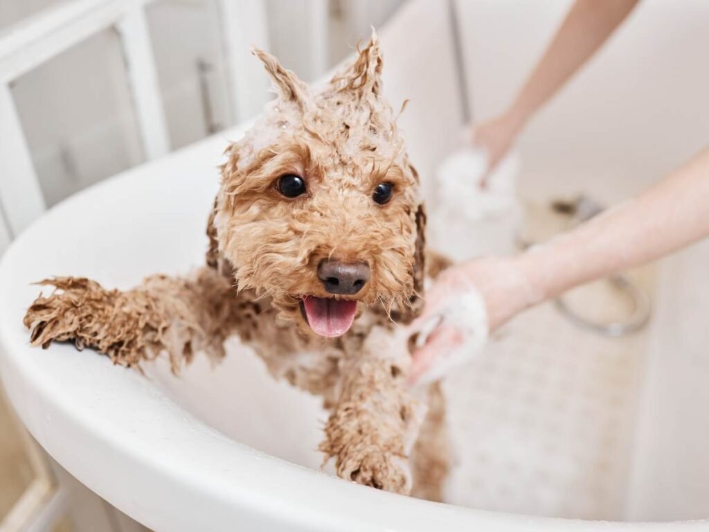 Bath Your Dog