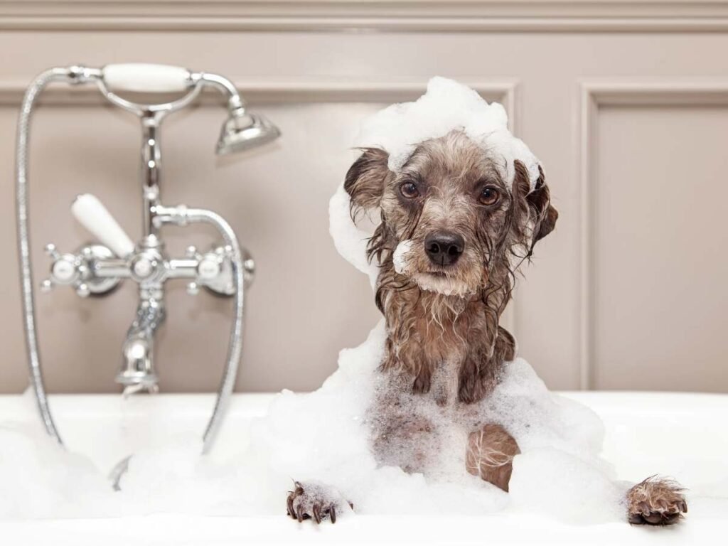 Dog Bathing North York