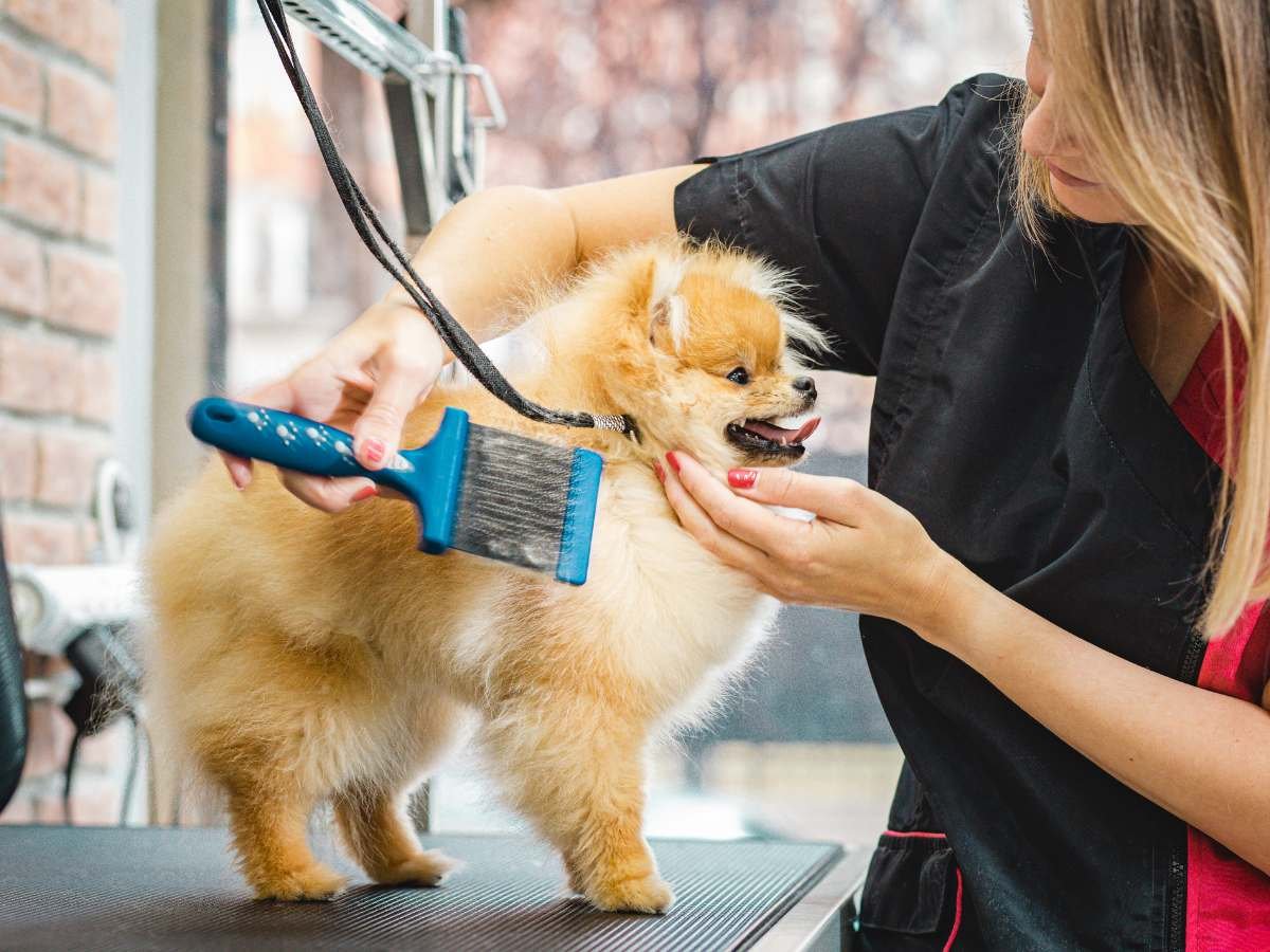dog coat thinning