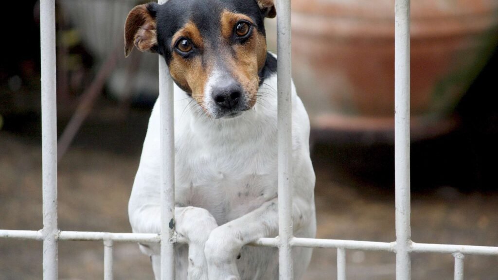 Dog home alone