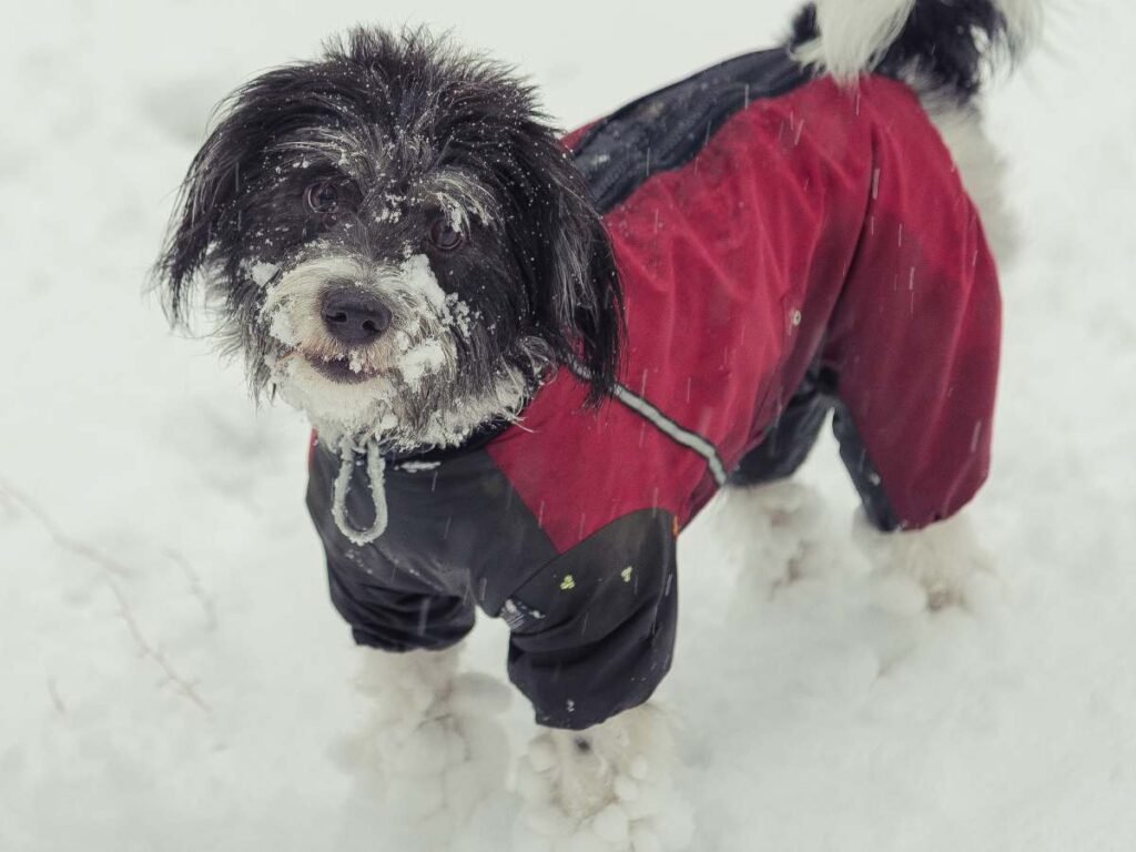 Winter dog grooming