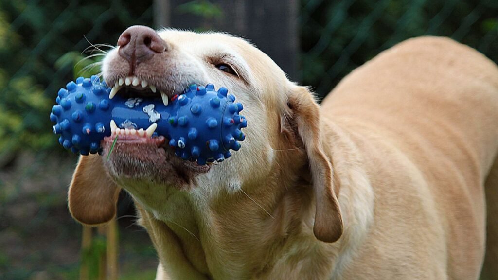 Dog toys