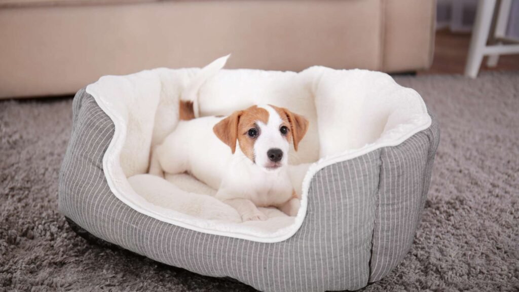 Safe place for dogs