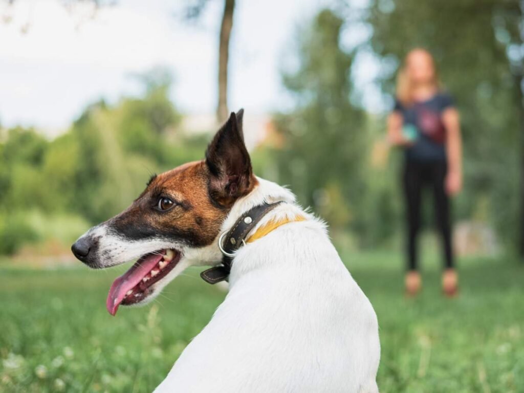 Dog Obedient Training