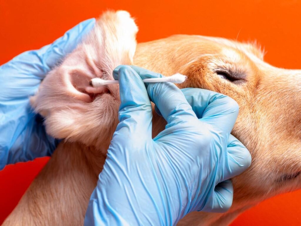 Dog ear cleaning