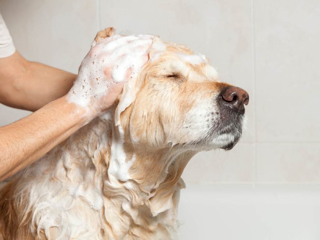 Dog grooming