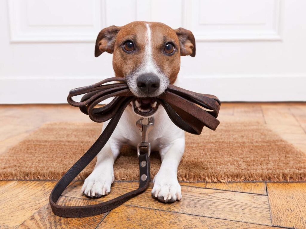 Dog training