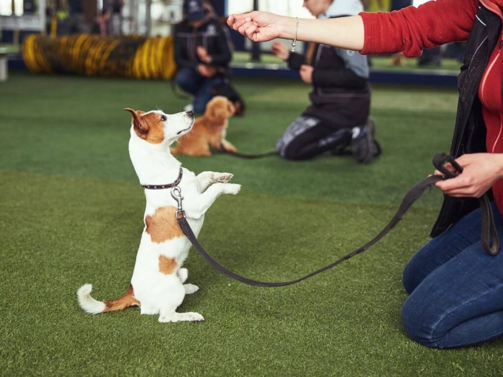 Puppy training North York