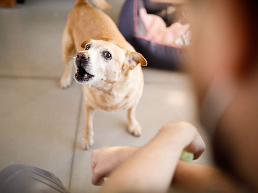 Dog Barking training