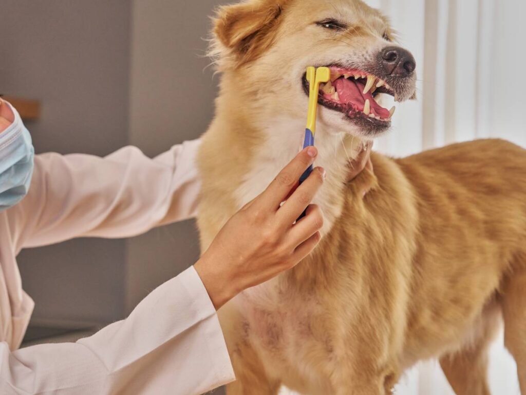 Dog brushing