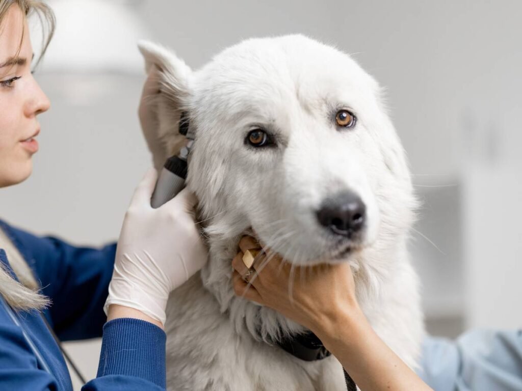 Dog ear cleaning