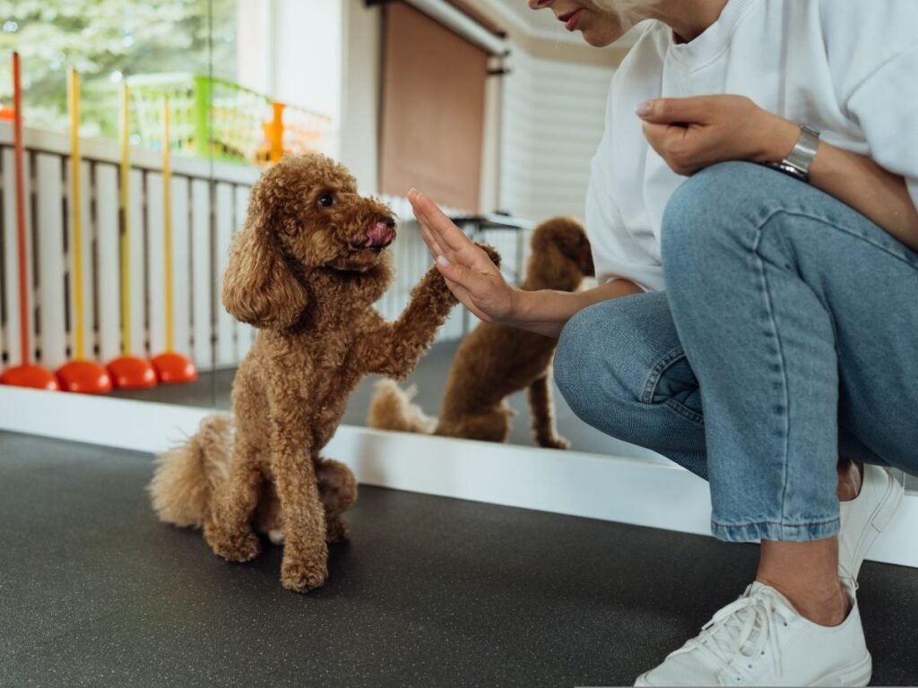 Dog training
