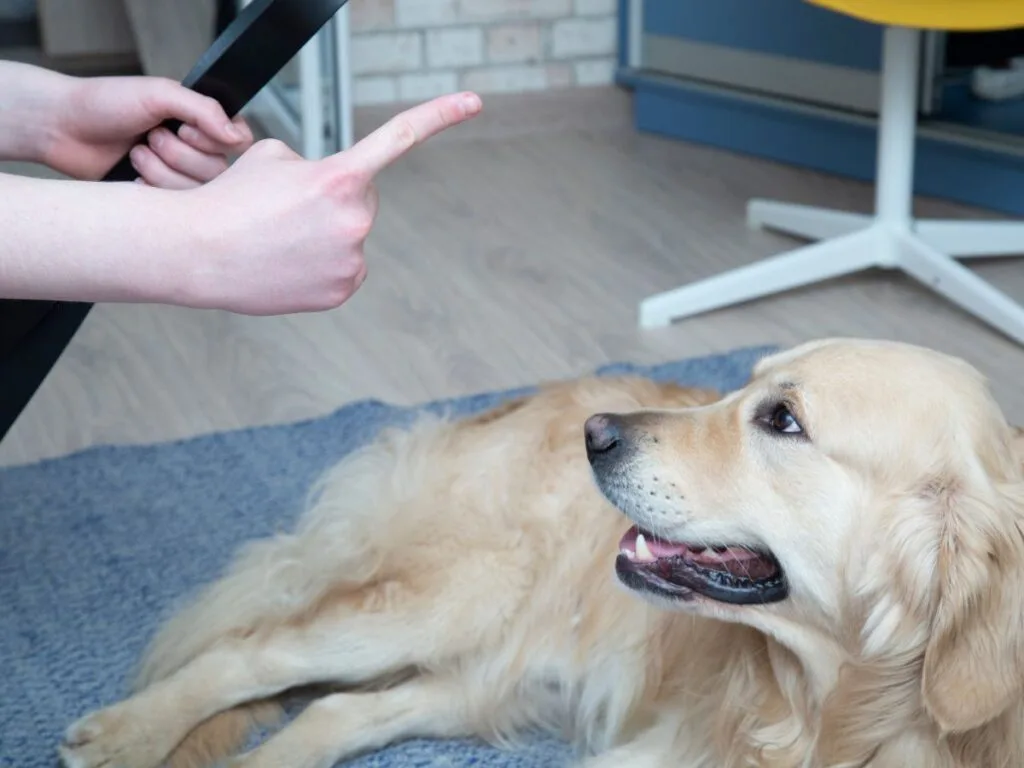 Dog training punishment