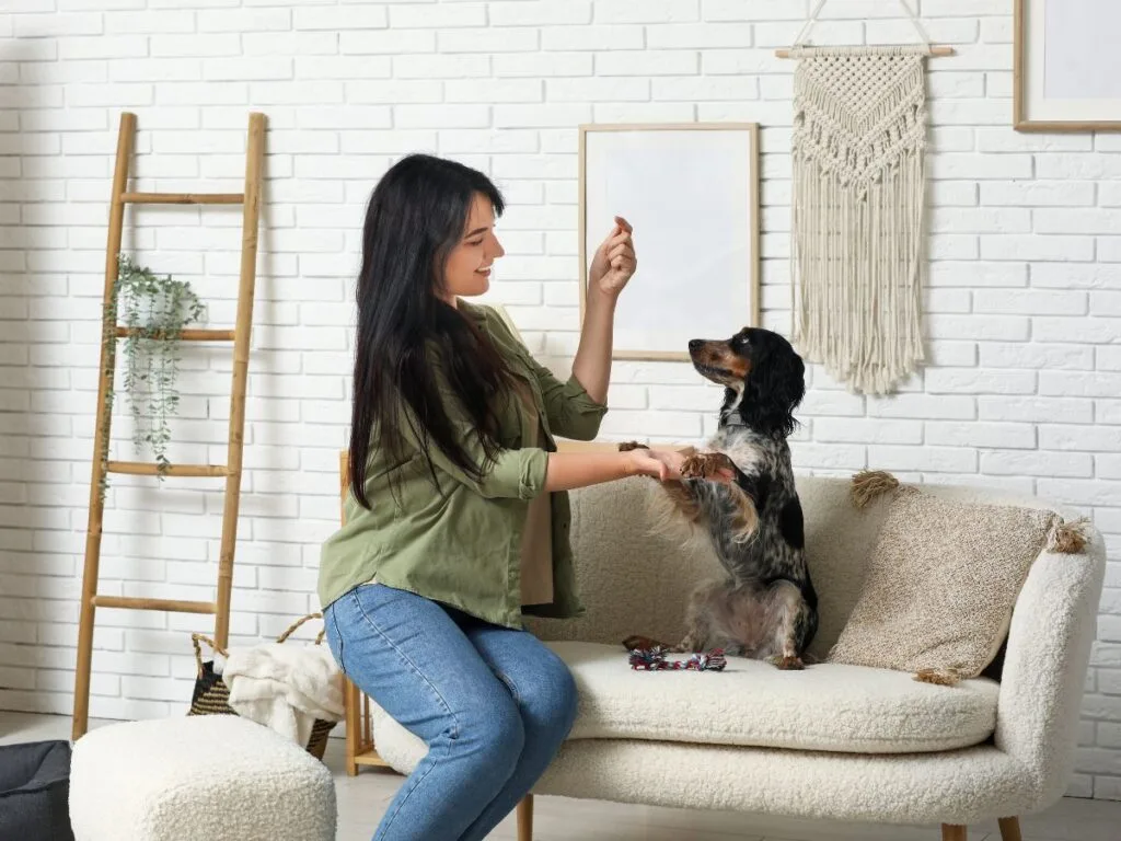 Dog training treats